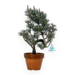 Pinus Thunbergii Kotobuki - Pino Nero - 40 cm