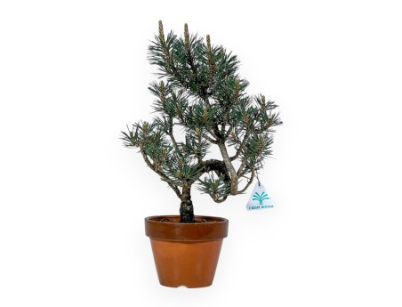 Pinus Thunbergii Kotobuki - Black Pine - 40 cm