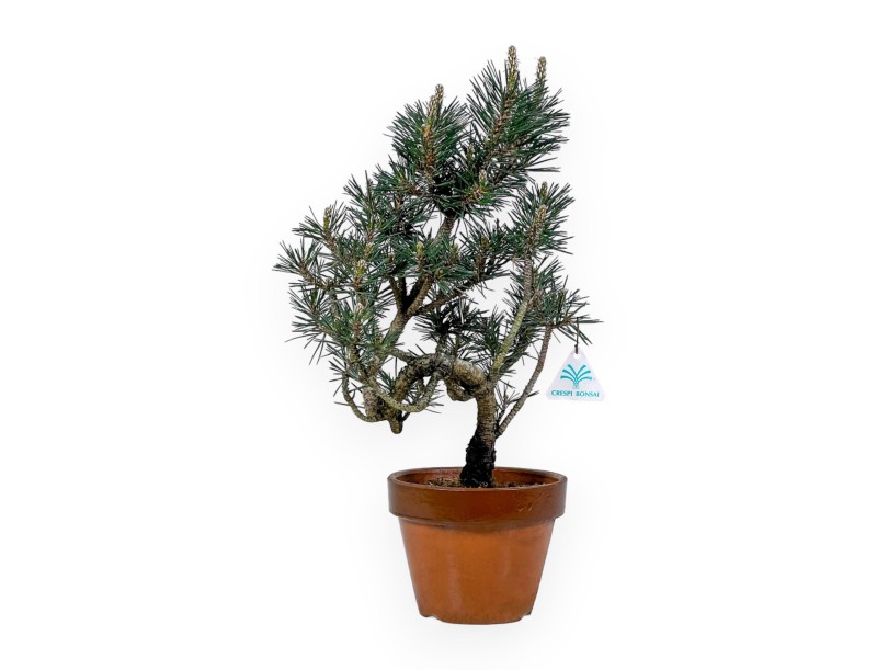 Pinus Thunbergii Kotobuki - Zwarte den - 40 cm