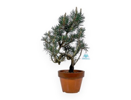 Pinus Thunbergii Kotobuki - Pino Nero - 40 cm