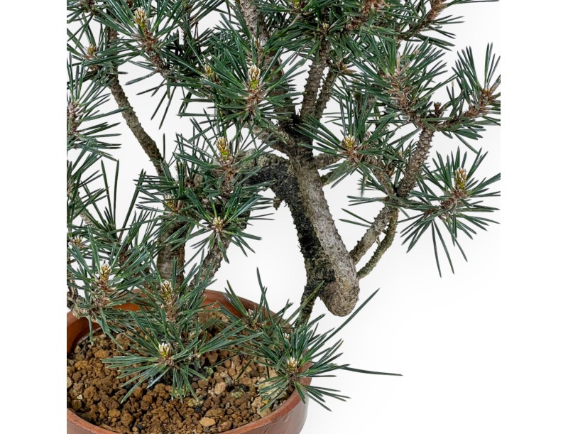 Pinus Thunbergii Kotobuki - Zwarte den - 40 cm