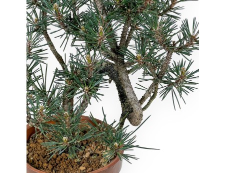 Pinus Thunbergii Kotobuki - Zwarte den - 40 cm