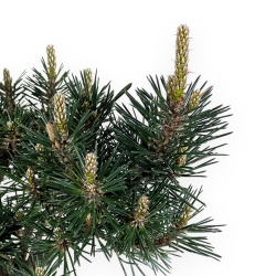 Pinus Thunbergii Kotobuki - Pino Nero - 40 cm