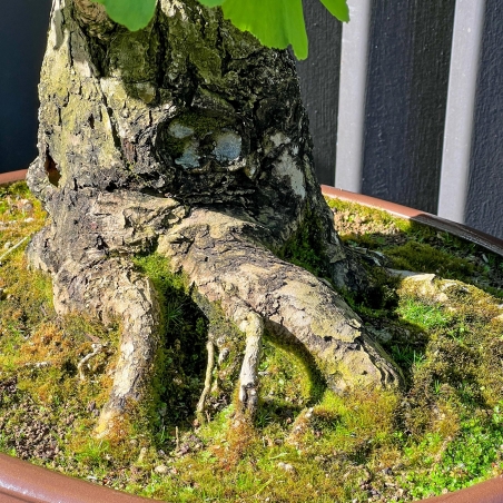 Ginkgo Biloba - 120 cm