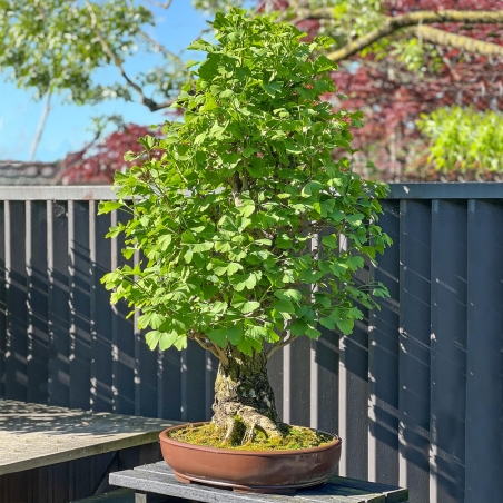 Ginkgo Biloba - 120 cm