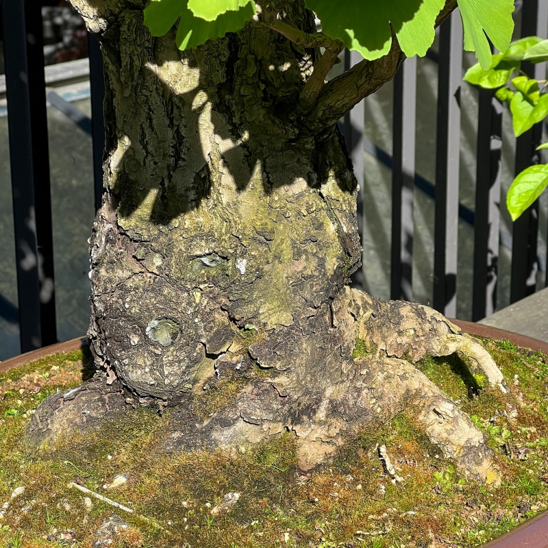 Ginkgo Biloba - 120 cm