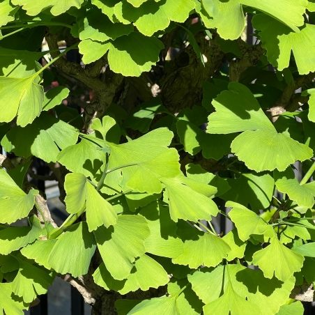 Ginkgo Biloba - 120 cm