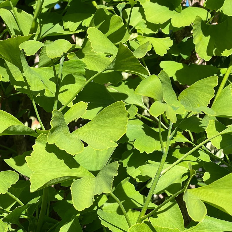 Ginkgo Biloba - 120 cm