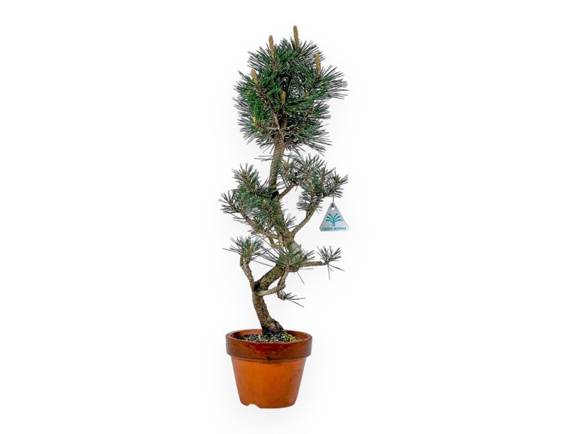 Pinus Thunbergii Kotobuki - Zwarte den - 55 cm
