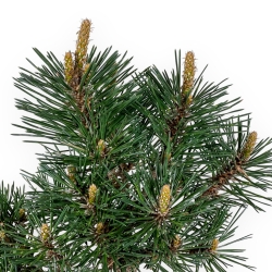 Pinus Thunbergii Kotobuki - Pino Nero - 55 cm