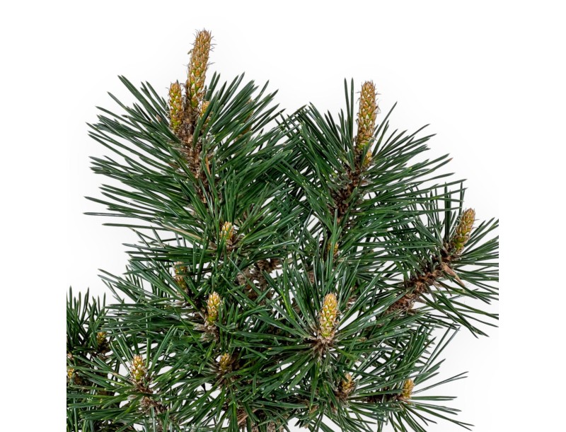 Pinus Thunbergii Kotobuki - Zwarte den - 55 cm