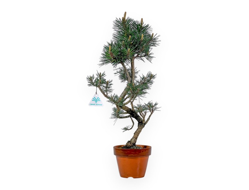 Pinus Thunbergii Kotobuki - Zwarte den - 55 cm