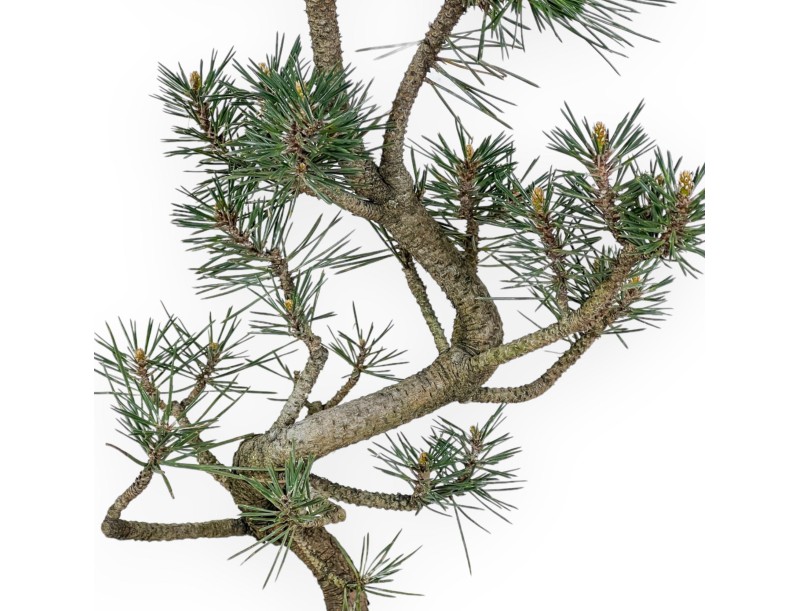 Pinus Thunbergii Kotobuki - Pin Noir - 55 cm