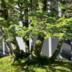 Picea Abies - Abete - 106 cm