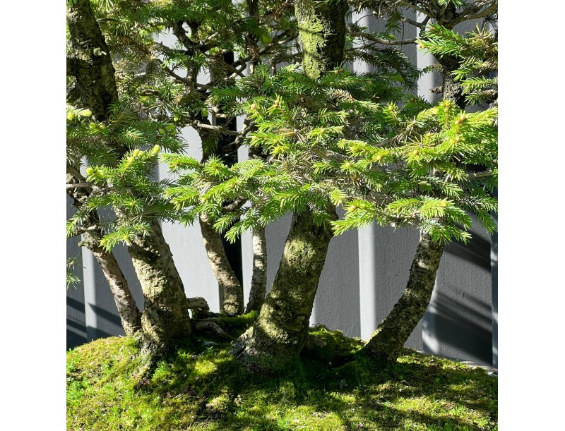 Picea Abies - Sapin - 106 cm