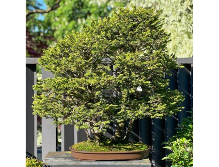 Picea Abies - Fir - 106 cm