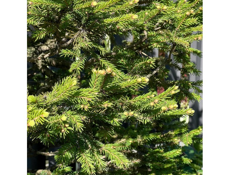 Picea Abies - Abete - 106 cm