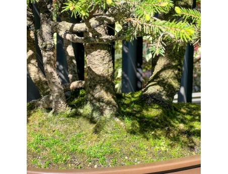 Picea Abies - Fir - 106 cm