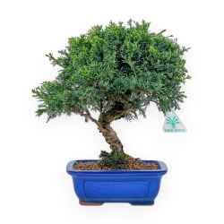 Juniperus Chinensis Itoigawa - Ginepro - 27 cm