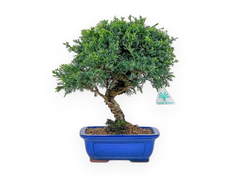 Juniperus Chinensis Itoigawa - Ginepro - 27 cm