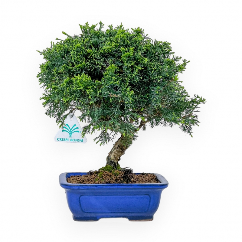 Juniperus Chinensis Itoigawa - Genévrier - 27 cm