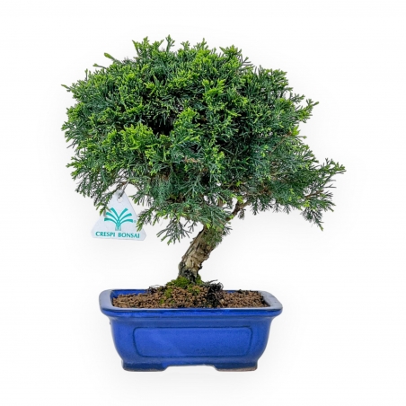 Juniperus Chinensis Itoigawa - Juniper - 27 cm