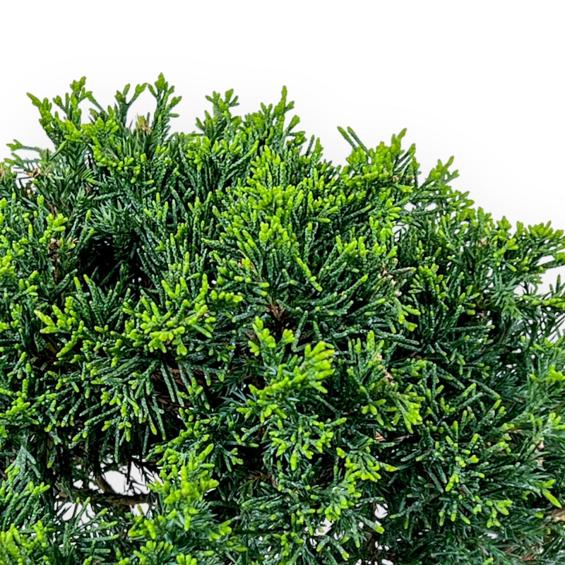 Juniperus Chinensis Itoigawa - Juniper - 27 cm