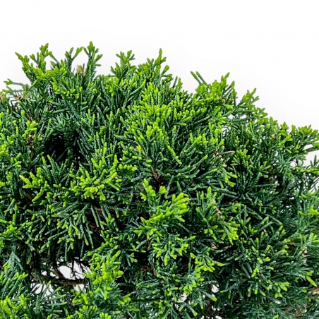 Juniperus Chinensis Itoigawa - Genévrier - 27 cm