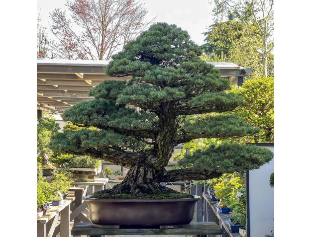 Pinus Pentaphylla - Pino - 130 cm