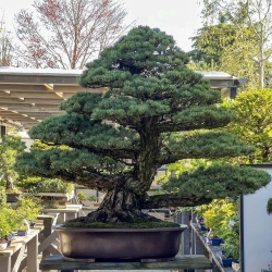 Pinus Pentaphylla - Pino a cinque aghi - 129,5 cm