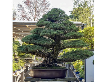Pinus Pentaphylla - Pino a cinque aghi - 130 cm