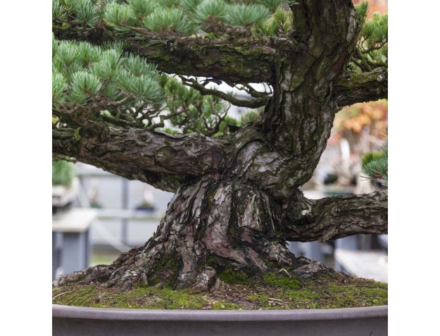 Pinus Pentaphylla - Pino - 130 cm 2