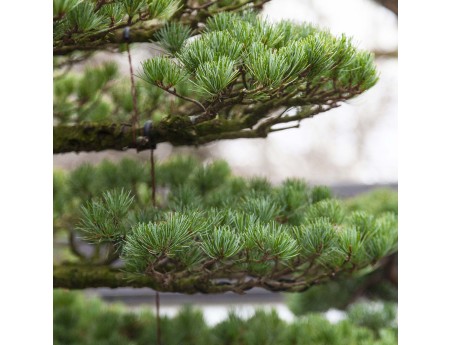 Pinus Pentaphylla - Pino a cinque aghi - 130 cm