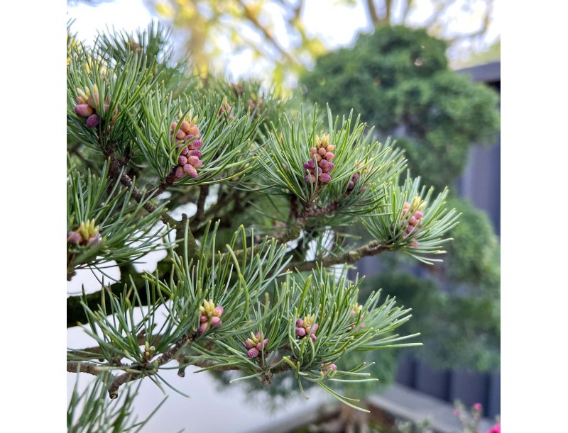 Pinus Pentaphylla - Pino - 130 cm
