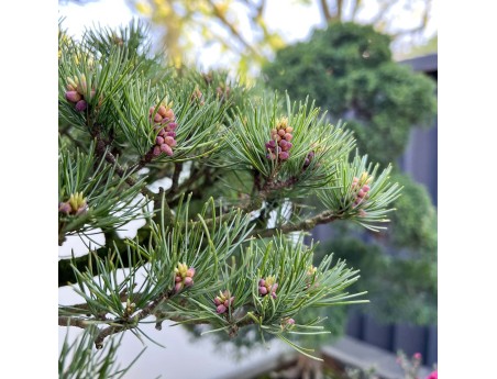 Pinus Pentaphylla - Pino - 130 cm