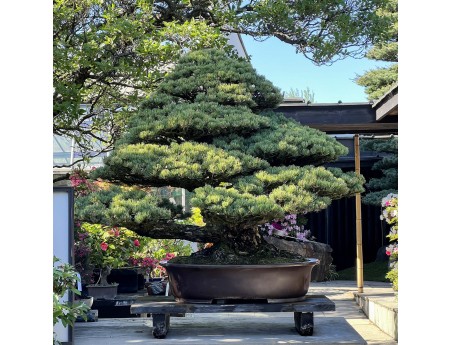 Pinus Pentaphylla - Den - 130 cm