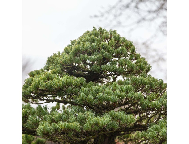 Pinus Pentaphylla - Pin à cinq aiguilles - 130 cm