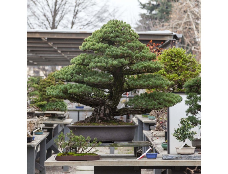 Pinus Pentaphylla - Pine five needles - 130 cm