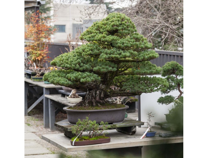 Pinus Pentaphylla - Pine five needles - 130 cm