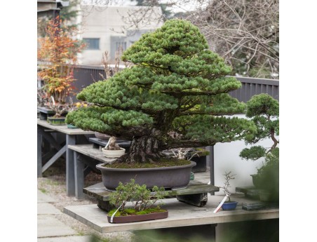 Pinus Pentaphylla - Den - 130 cm