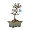 Carpinus Laxiflora - Charme - 31 cm