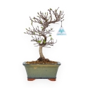 Carpinus Laxiflora - Charme - 31 cm
