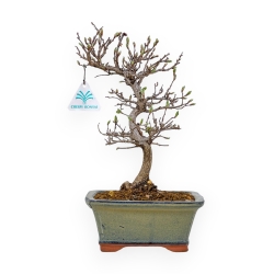 Carpinus Laxiflora - Charme - 31 cm