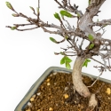 Carpinus Laxiflora - Charme - 31 cm