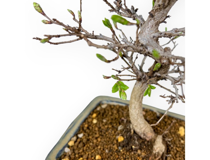 Carpinus Laxiflora - Carpe - 31 cm