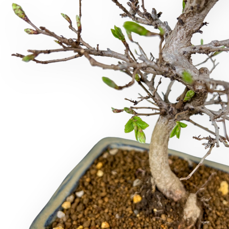 Carpinus Laxiflora - Charme - 31 cm