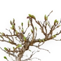 Carpinus Laxiflora - Charme - 31 cm