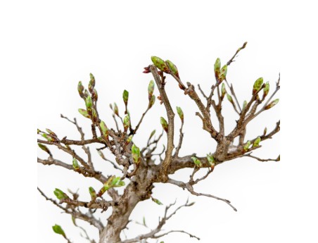 Carpinus Laxiflora - Charme - 31 cm