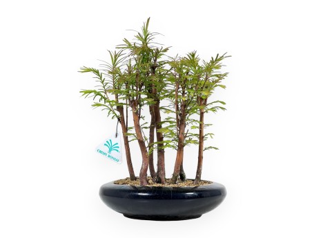 Metasequoia - 30 cm