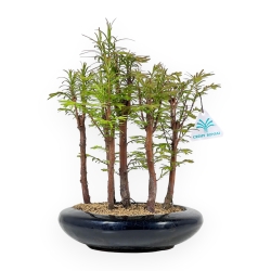 Metasequoia - 30 cm